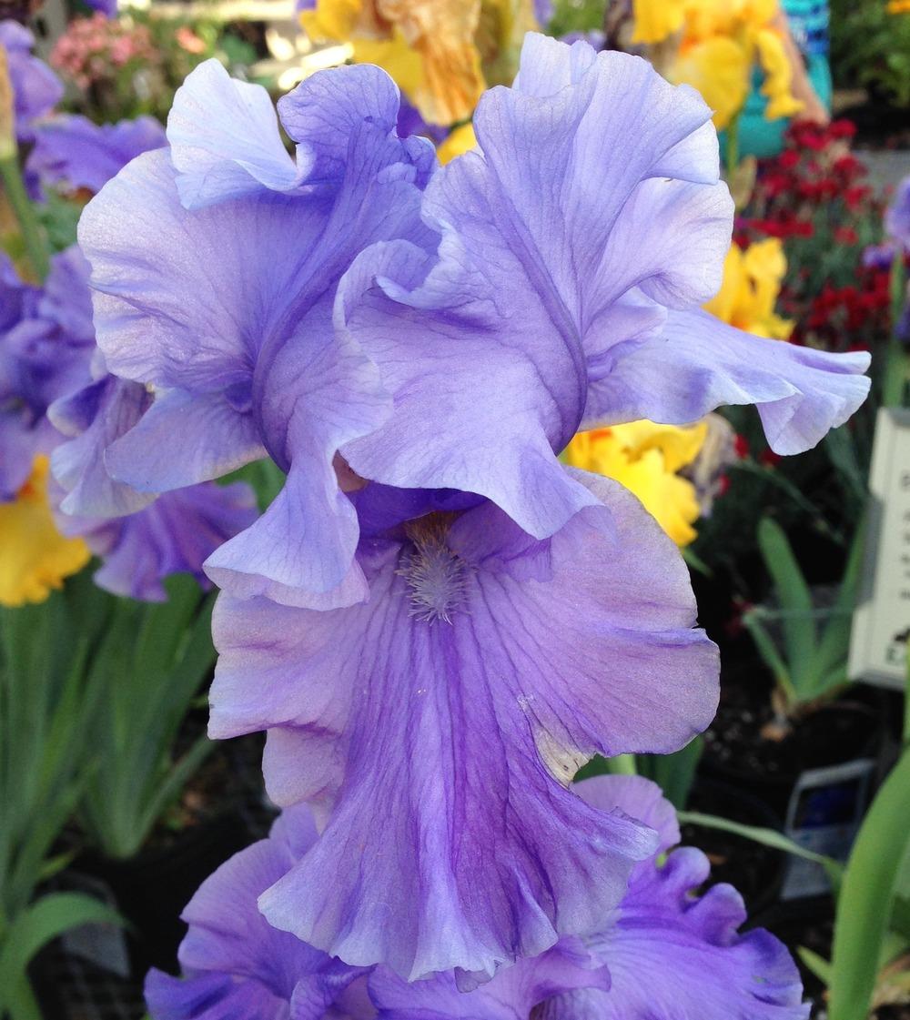 Photo of Tall Bearded Iris (Iris 'Breakers') uploaded by LaviniaMarie