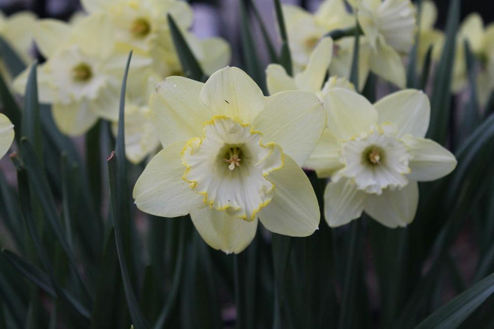 Photo of Trumpet Daffodil (Narcissus 'Spellbinder') uploaded by Meredith79