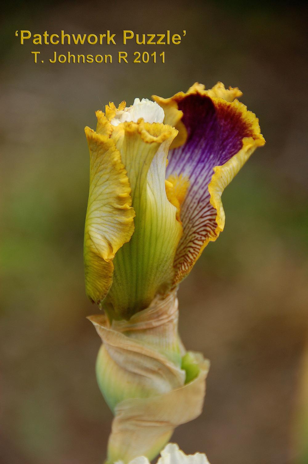 Photo of Tall Bearded Iris (Iris 'Patchwork Puzzle') uploaded by Mikey