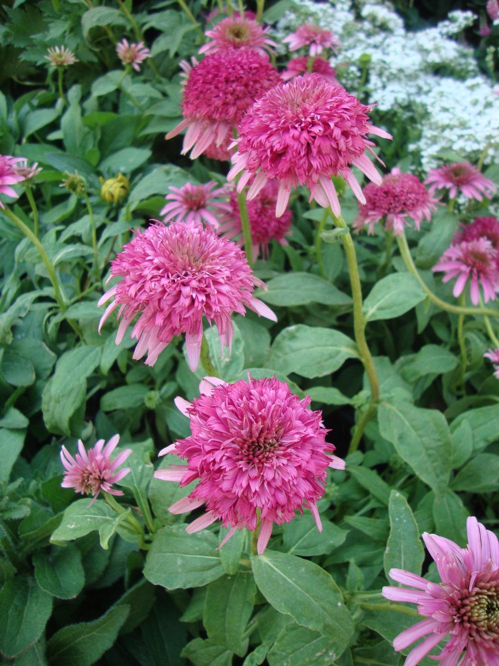Photo of Coneflower (Echinacea 'Cranberry Cupcake') uploaded by Paul2032