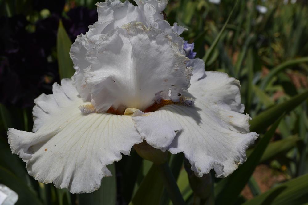 Photo of Tall Bearded Iris (Iris 'Icefall') uploaded by Phillipb2