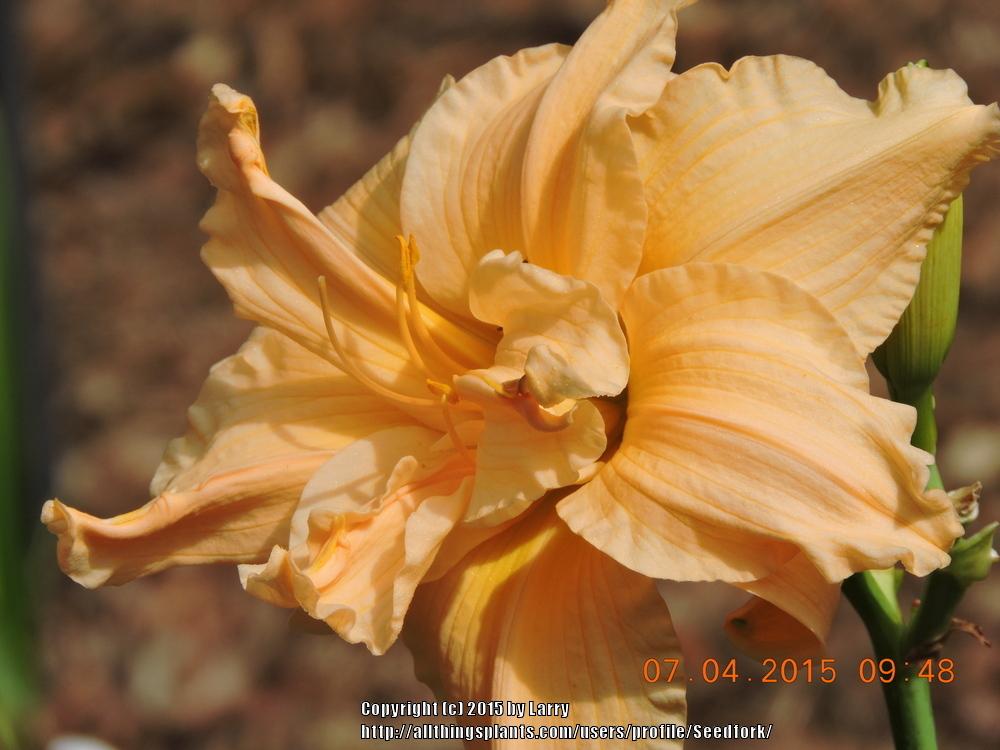 Photo of Daylily (Hemerocallis 'Scatterbrain') uploaded by Seedfork