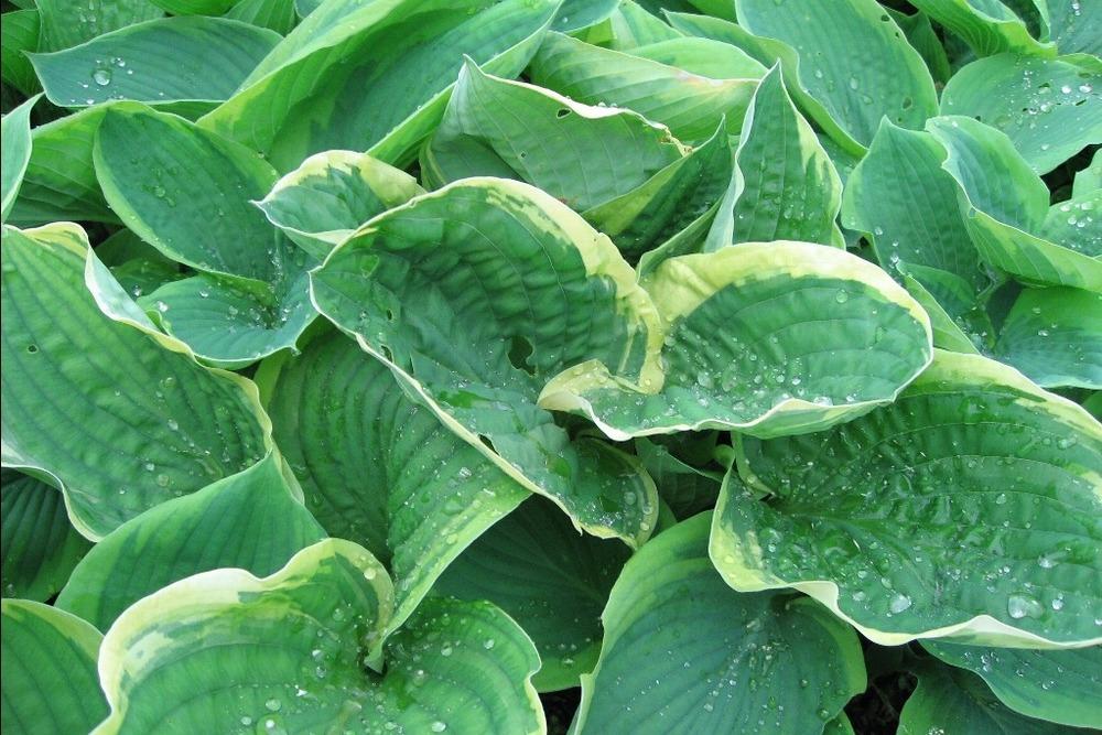 Photo of Hosta 'Frances Williams' uploaded by admin