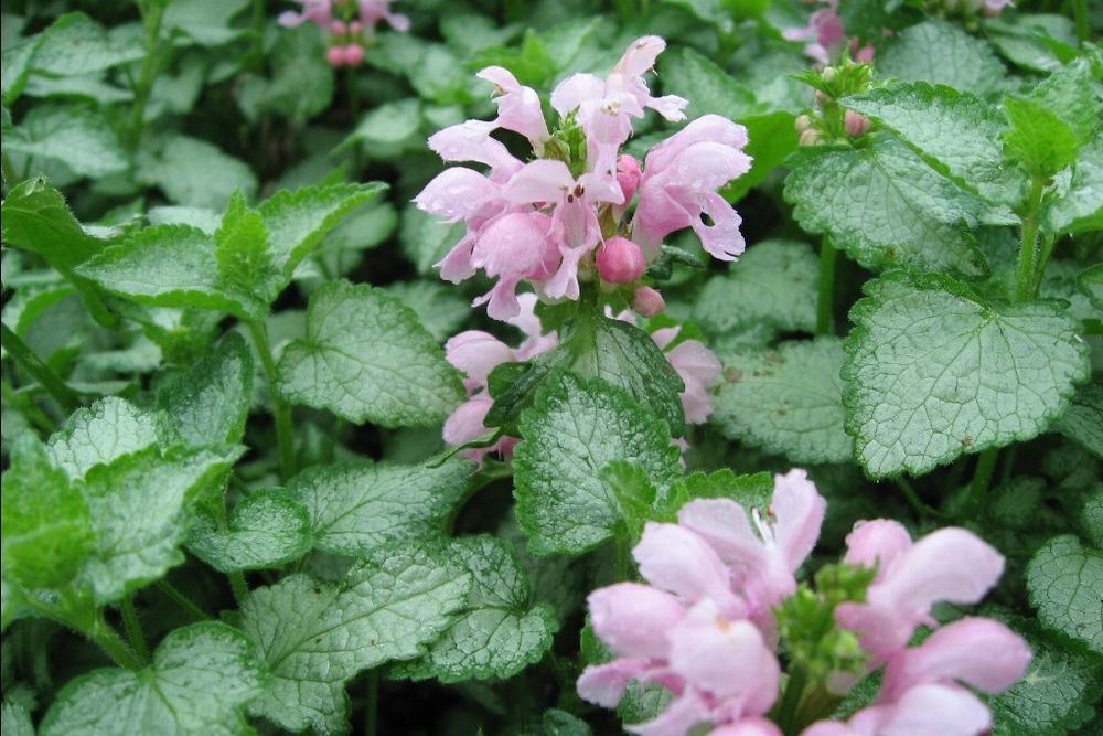Photo of Spotted Dead Nettle (Lamium maculatum 'Shell Pink') uploaded by admin