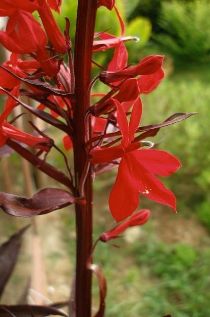 Photo of Cardinal Flower (Lobelia 'Queen Victoria') uploaded by admin