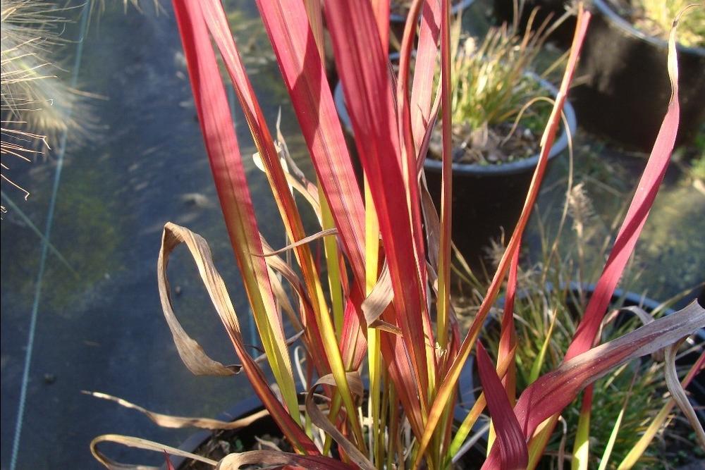 Photo of Japanese Blood Grass (Imperata cylindrica 'Rubra') uploaded by admin