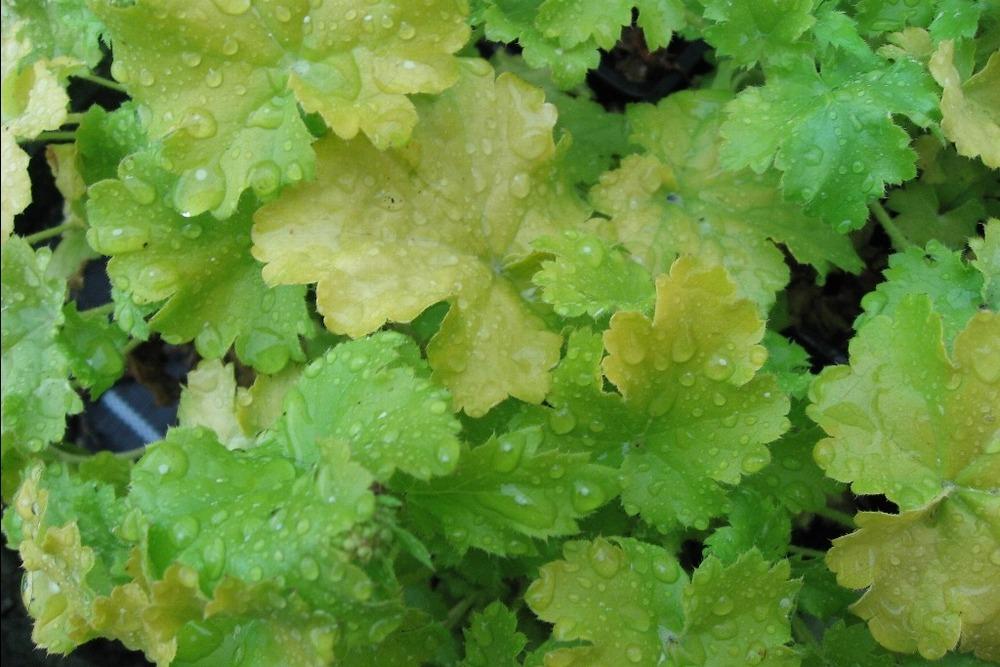 Photo of Coral Bells (Heuchera 'Lime Rickey') uploaded by admin