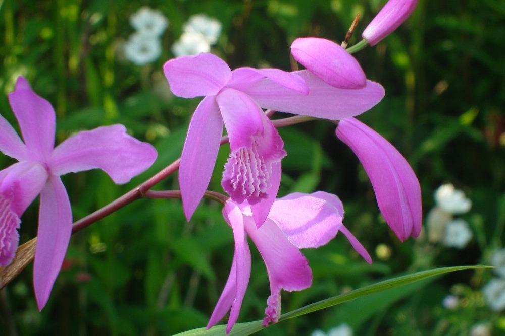 Photo of Chinese Ground Orchid (Bletilla striata) uploaded by admin