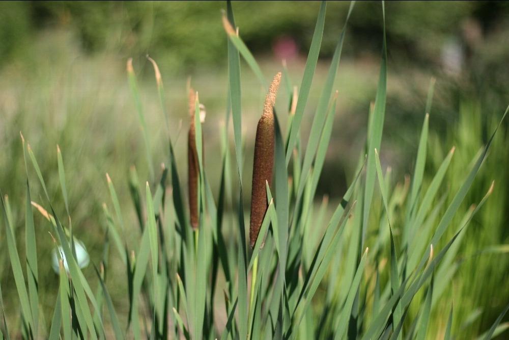 Photo of Cattail (Typha latifolia) uploaded by admin