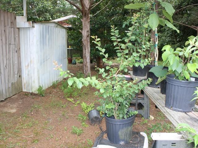 Photo of Crepe Myrtles (Lagerstroemia) uploaded by gingin