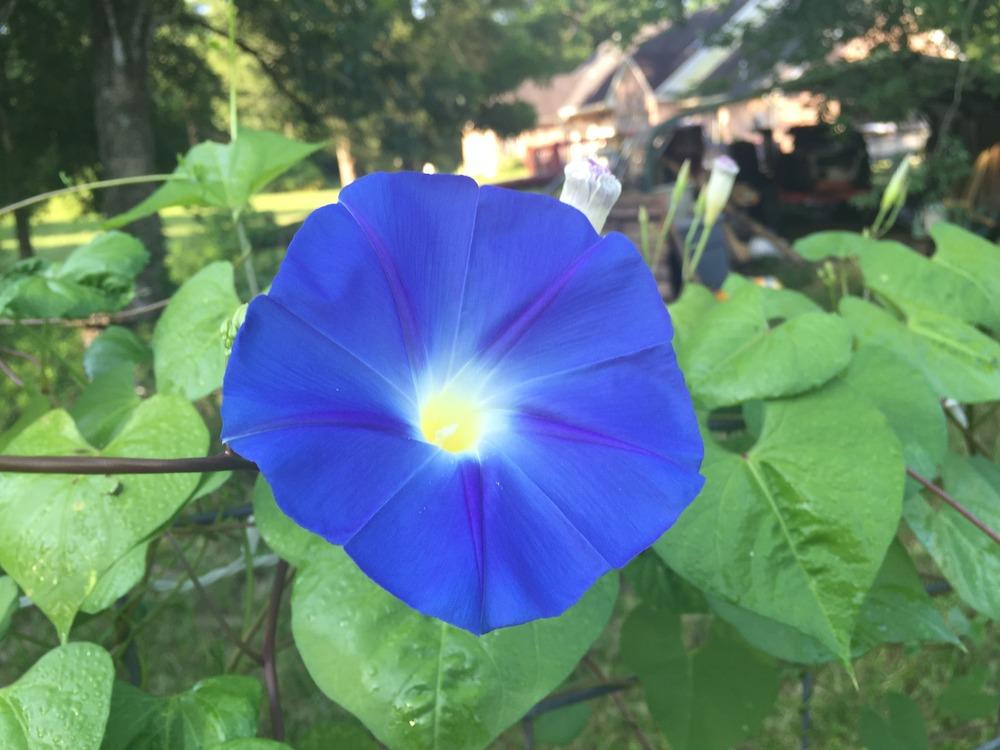 Photo of Morning Glory (Ipomoea tricolor 'Heavenly Blue') uploaded by mabarberdo