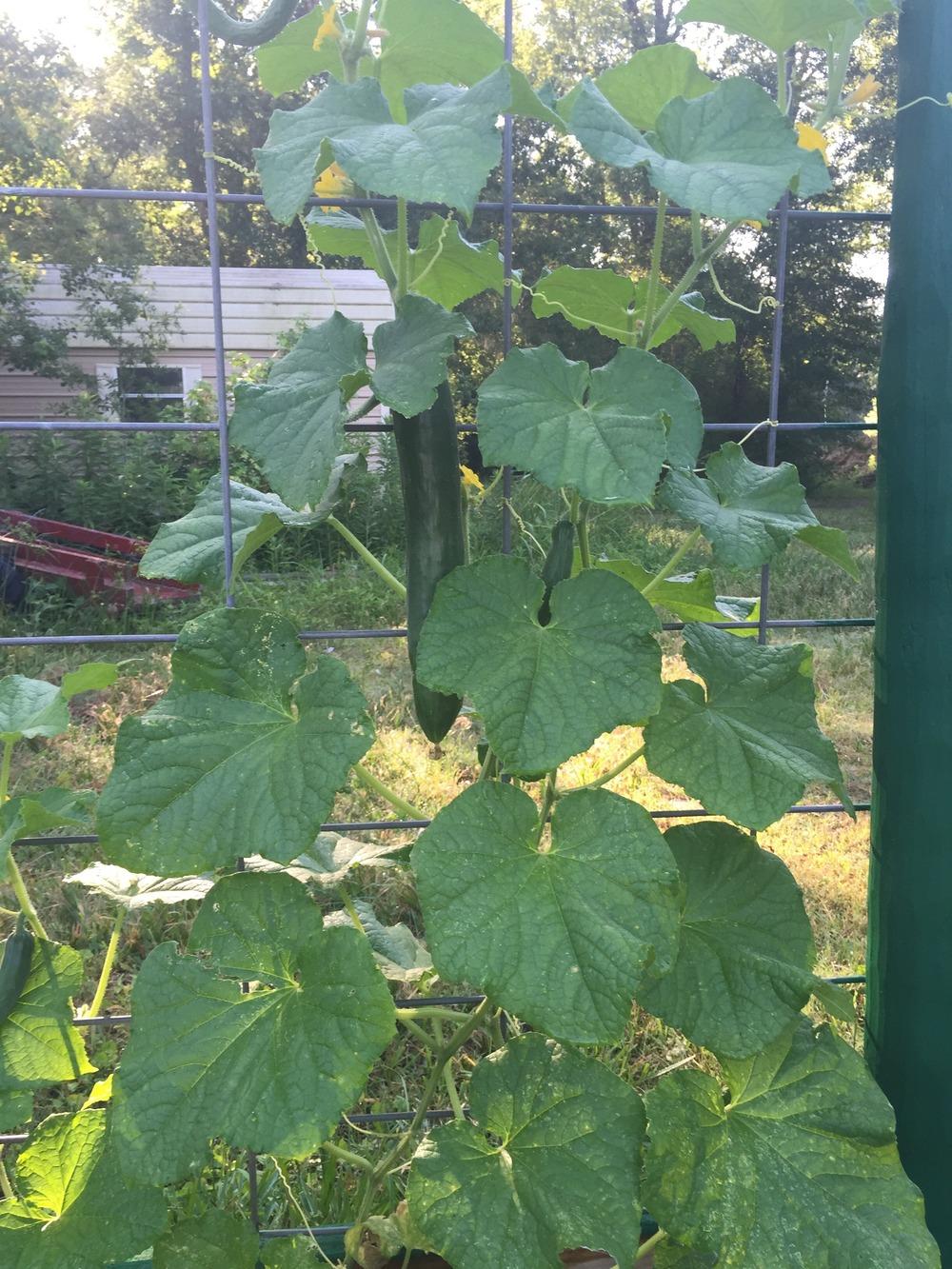 Photo of Japanese Cucumber (Cucumis sativus 'Southern Delight') uploaded by mabarberdo