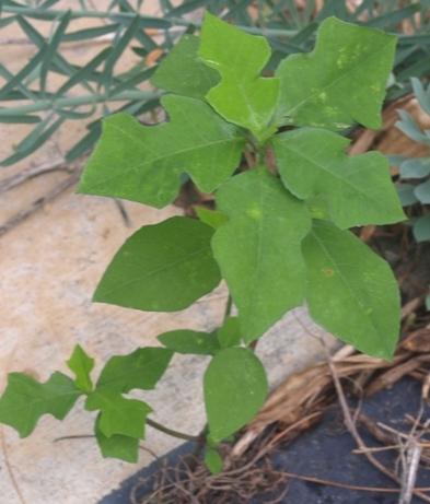 Photo of Wild Poinsettia (Euphorbia heterophylla var. cyathophora) uploaded by plantrob