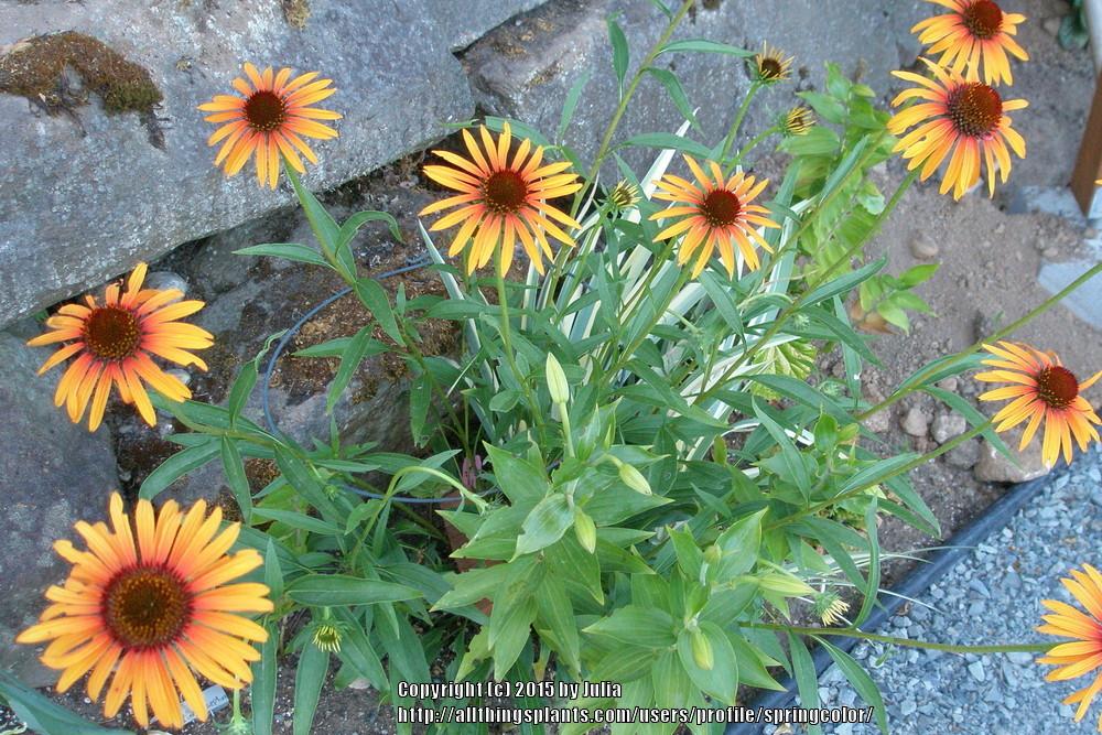 Photo of Coneflower (Echinacea 'Flame Thrower') uploaded by springcolor