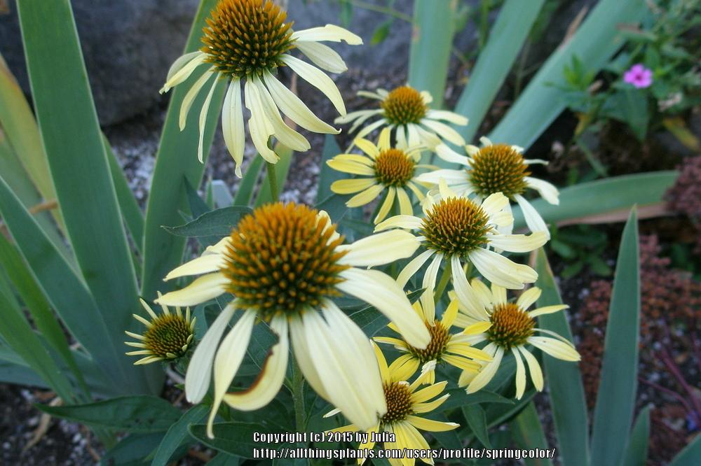 Photo of Coneflower (Echinacea Butterfly™  Cleopatra) uploaded by springcolor