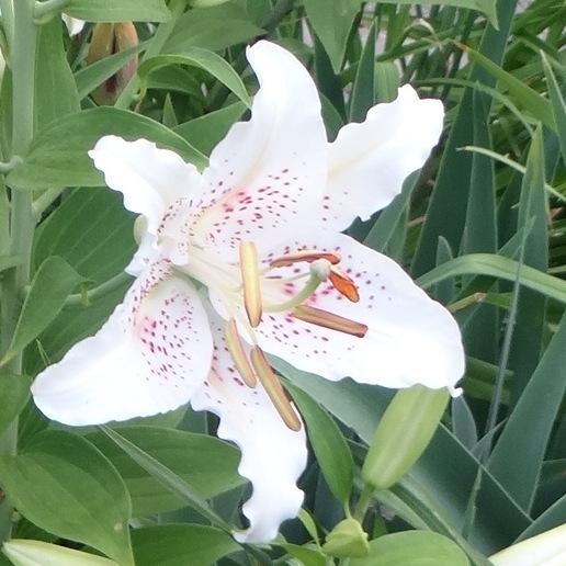 Photo of Oriental Lily (Lilium 'Muscadet') uploaded by stilldew