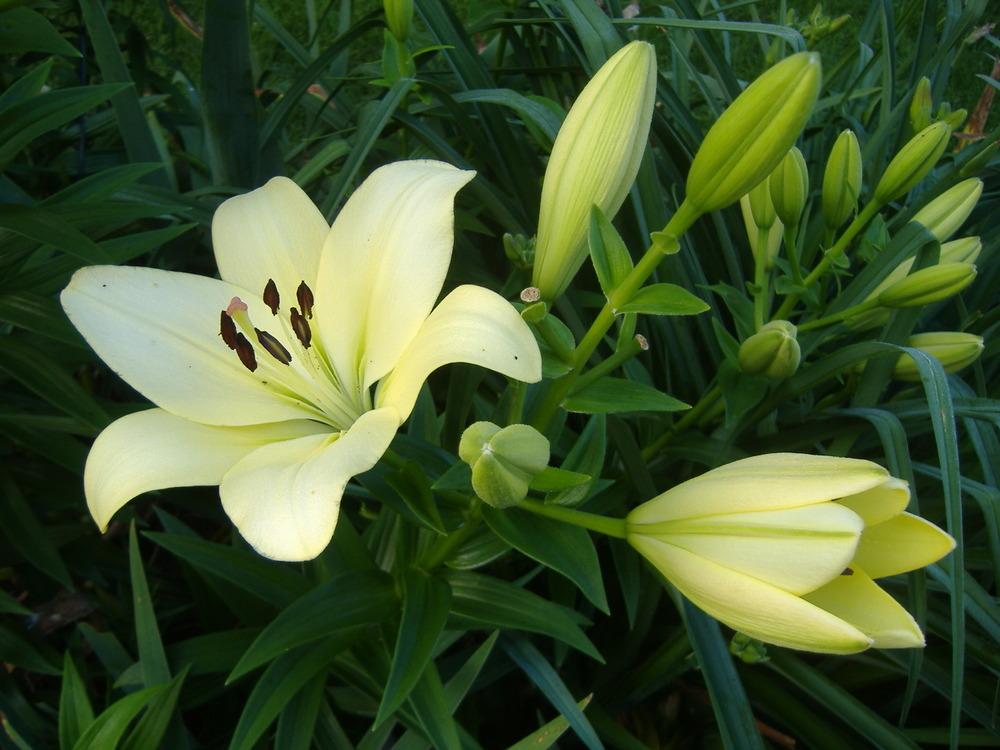 Photo of Lily (Lilium 'Courier') uploaded by tveguy3