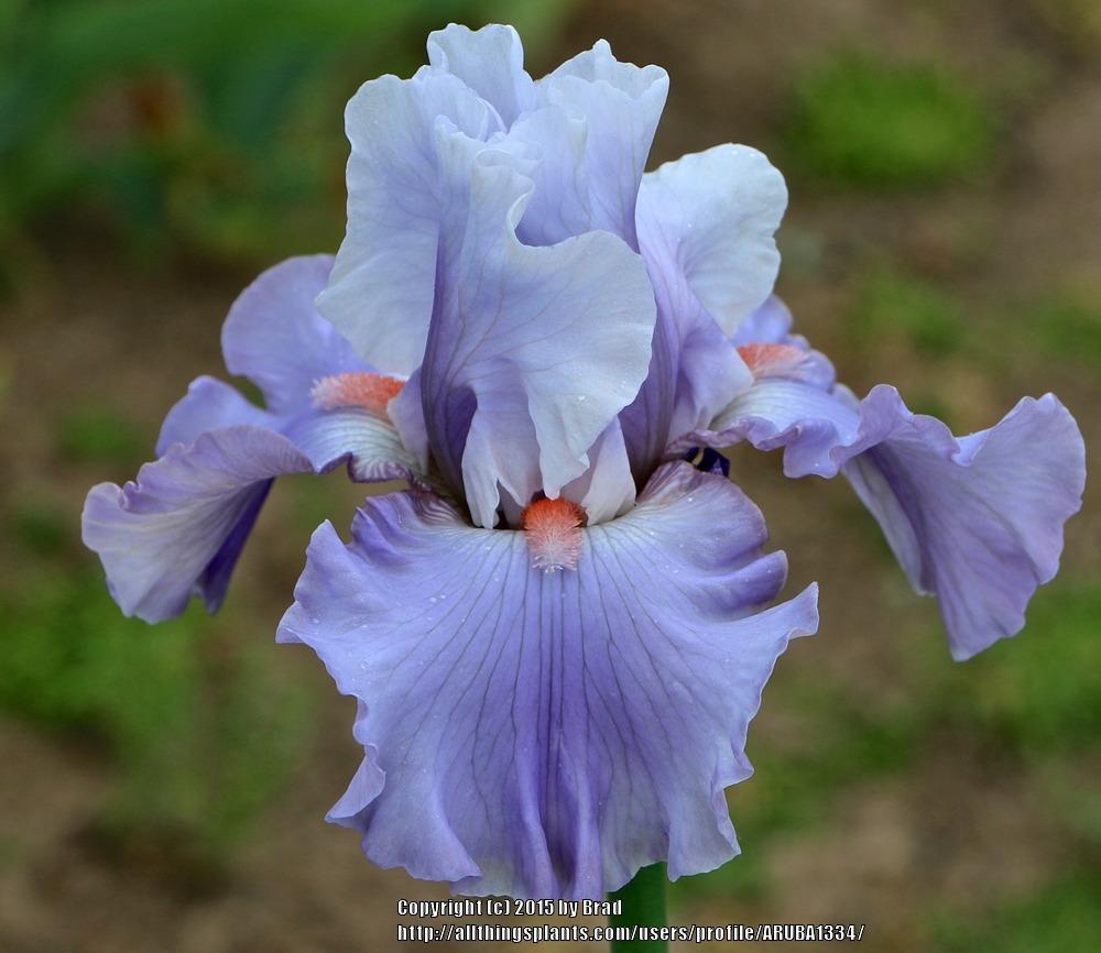 Photo of Tall Bearded Iris (Iris 'Platinum Jubilee') uploaded by ARUBA1334