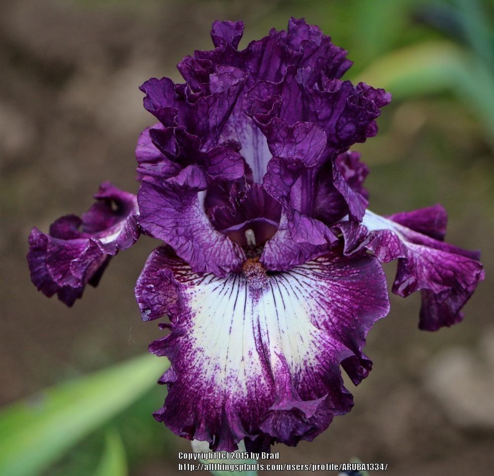 Photo of Tall Bearded Iris (Iris 'First Pick') uploaded by ARUBA1334