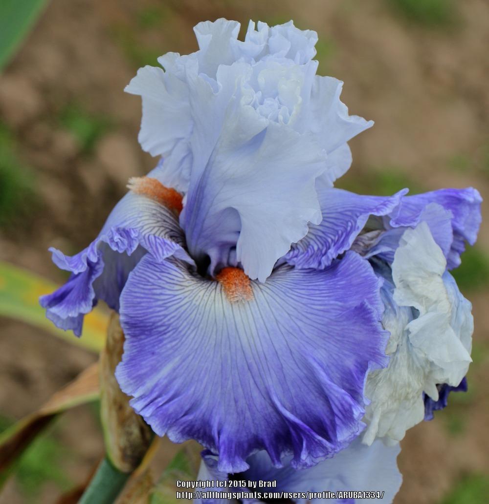 Photo of Tall Bearded Iris (Iris 'Sky Gambler') uploaded by ARUBA1334