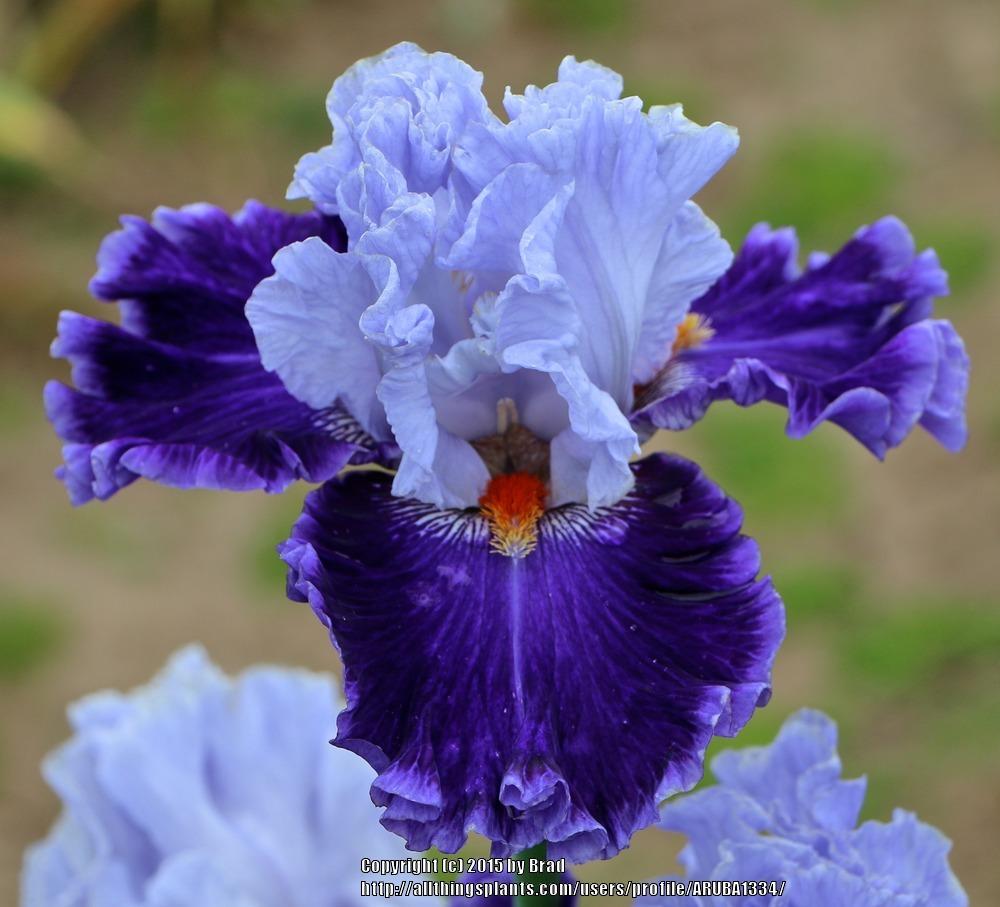 Photo of Tall Bearded Iris (Iris 'Big Spender') uploaded by ARUBA1334