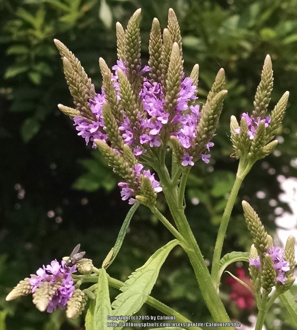 Photo of Blue Vervain (Verbena hastata) uploaded by Catmint20906