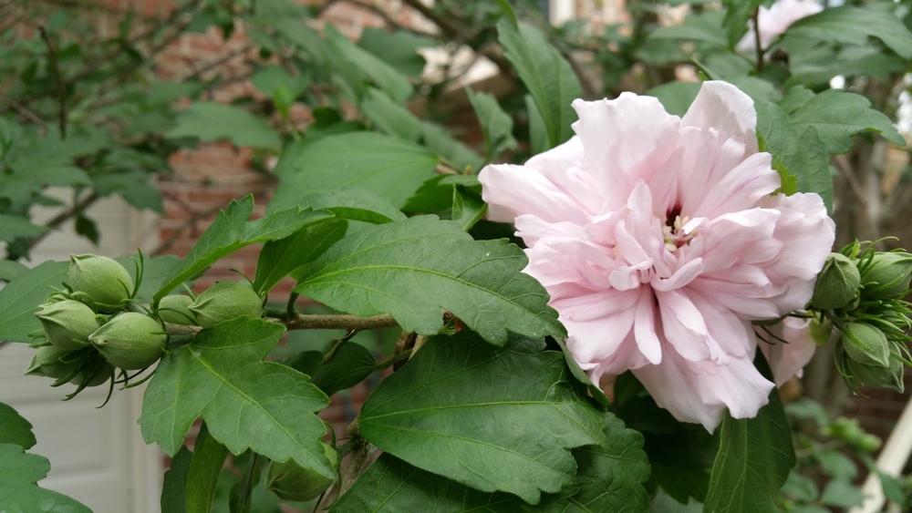 Photo of Rose of Sharon (Hibiscus syriacus 'Lady Stanley') uploaded by Gerris2