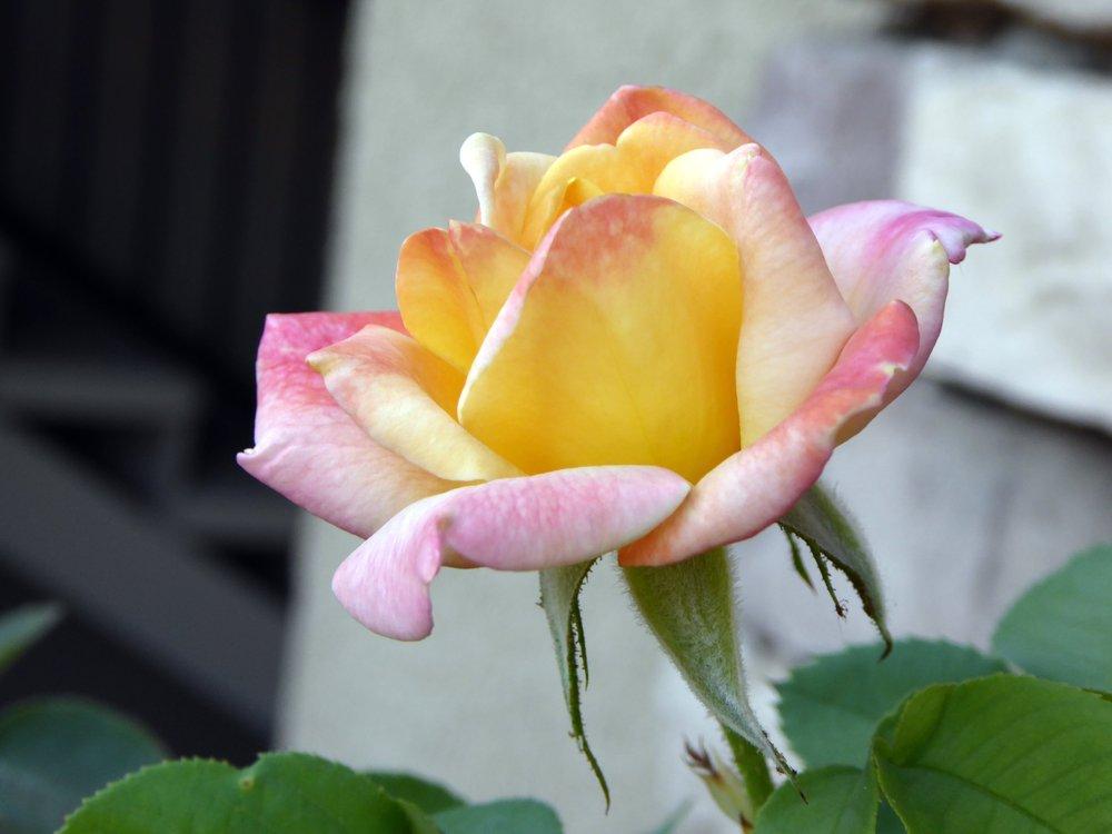 Photo of Rose (Rosa 'Joseph's Coat') uploaded by JulieB