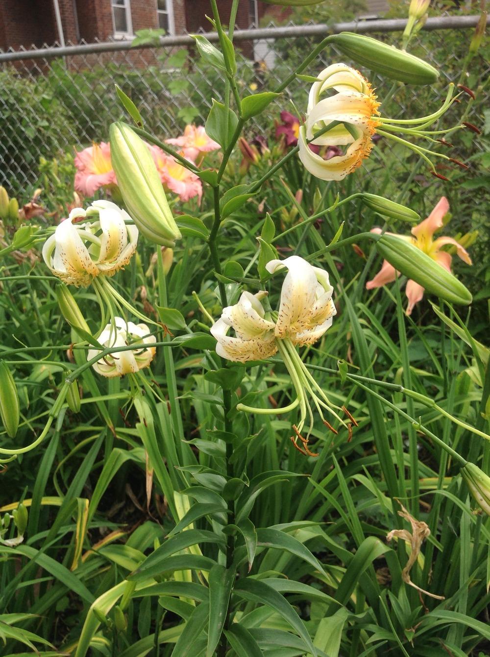 Photo of Lily (Lilium 'Madame Butterfly') uploaded by Lilydaydreamer