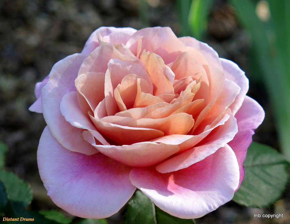 Photo of Rose (Rosa 'Distant Drums') uploaded by MargieNY