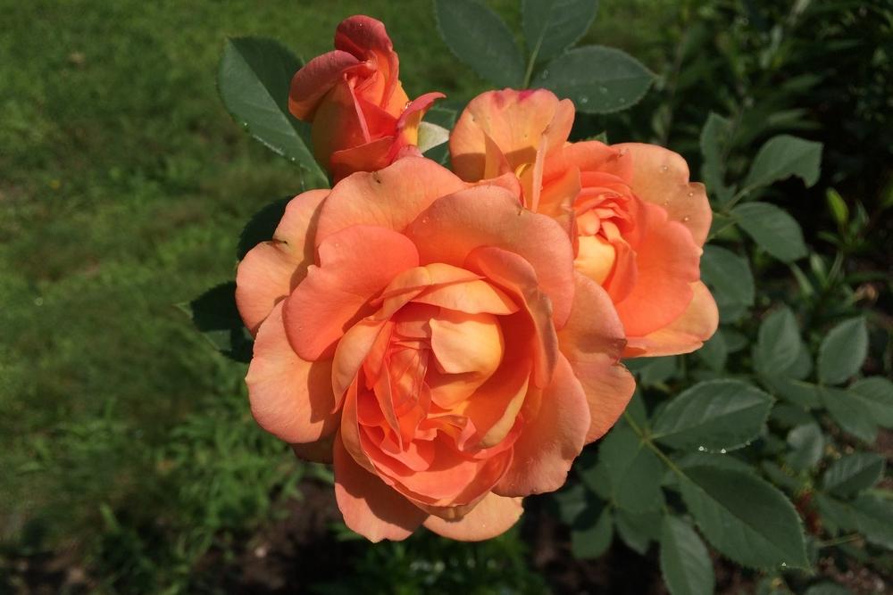 Photo of English Shrub Rose (Rosa 'Lady of Shalott') uploaded by Meredith79