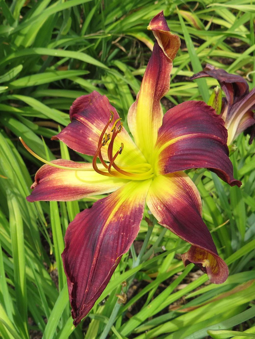 Photo of Daylily (Hemerocallis 'Chief Four Fingers') uploaded by Natalie