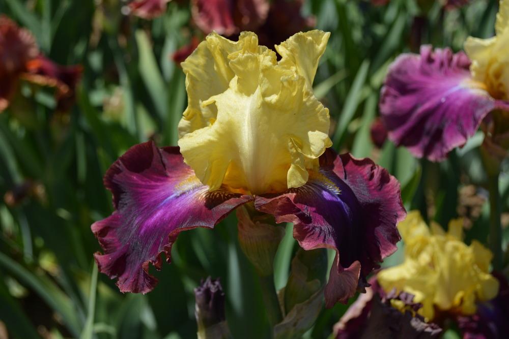 Photo of Tall Bearded Iris (Iris 'Dreaming in Color') uploaded by Phillipb2