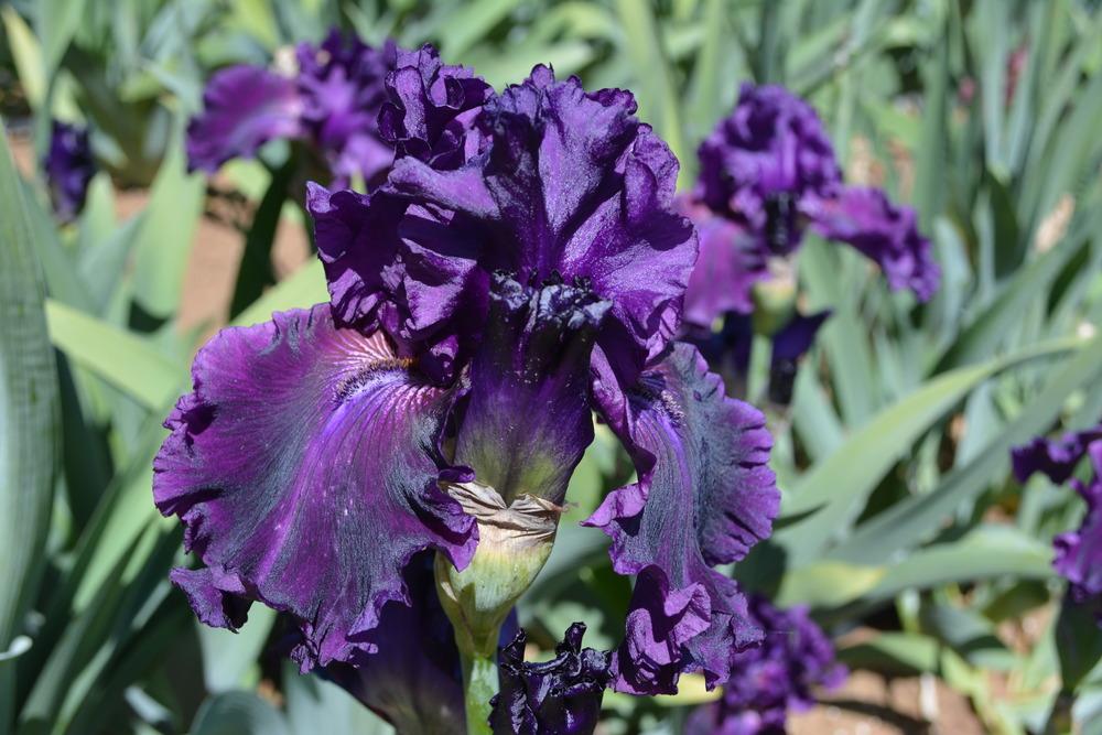 Photo of Tall Bearded Iris (Iris 'Dream Express') uploaded by Phillipb2