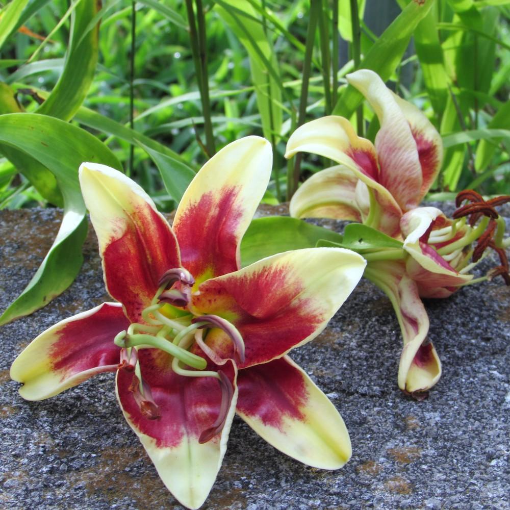 Photo of Lily (Lilium 'Red Dutch') uploaded by SongofJoy