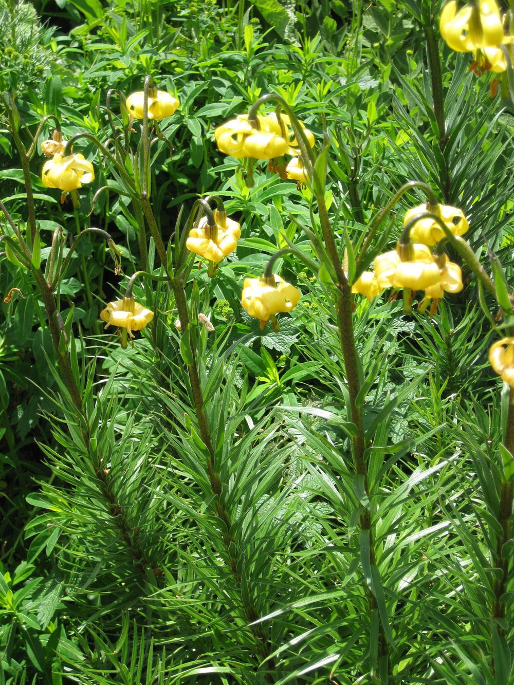 Photo of Pyrenean Lily (Lilium pyrenaicum) uploaded by admin