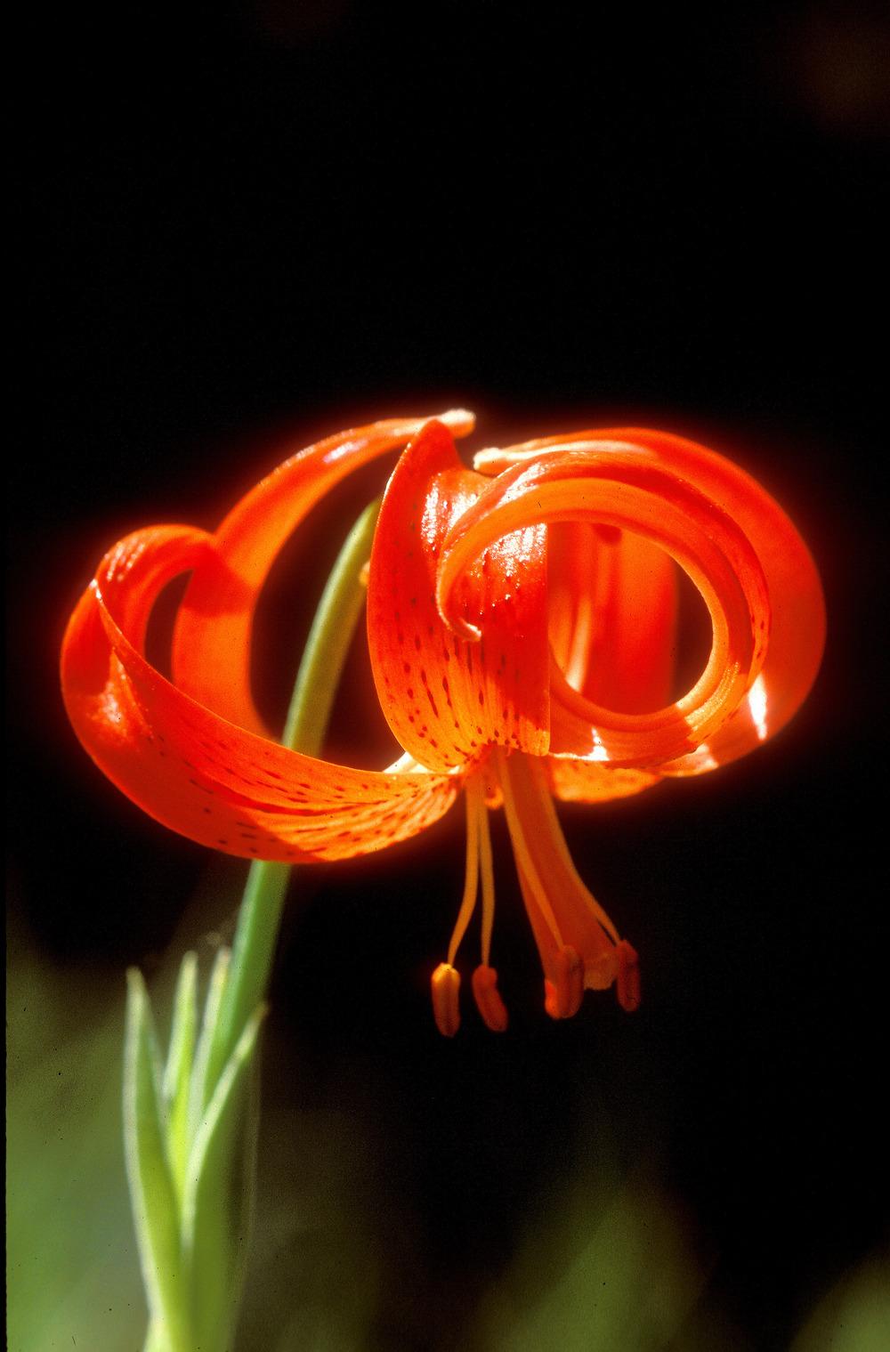 Photo of Lily (Lilium chalcedonicum) uploaded by admin