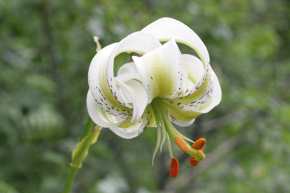 Photo of Species Lily (Lilium ledebourii) uploaded by admin