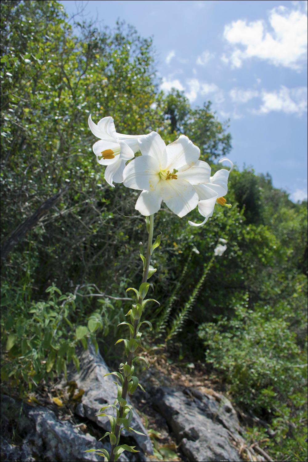 Photo of Lily (Lilium candidum) uploaded by admin