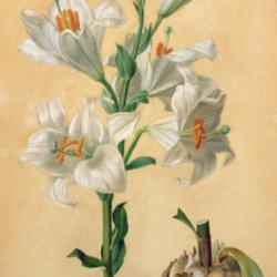 
Lilium candidum Carl Franz Gruber (1803-1845)