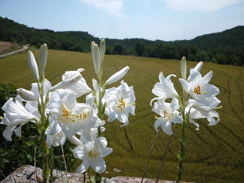 Photo of Lily (Lilium candidum) uploaded by admin