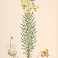 
Lilium pyrenaicum A monograph of the genus Lilium; illustrated by