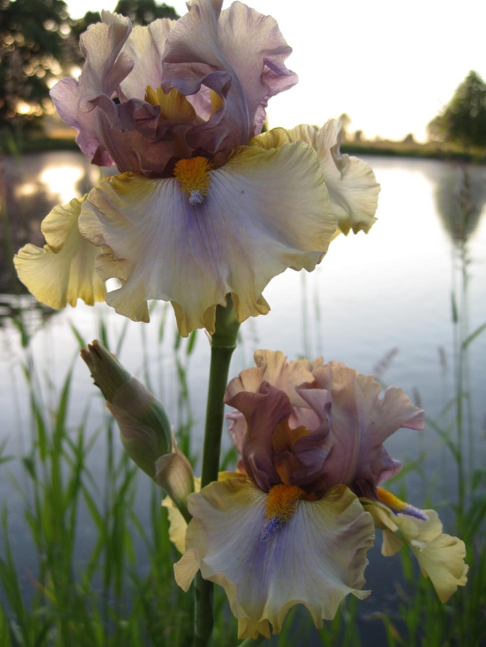 Photo of Tall Bearded Iris (Iris 'Karibik') uploaded by barashka