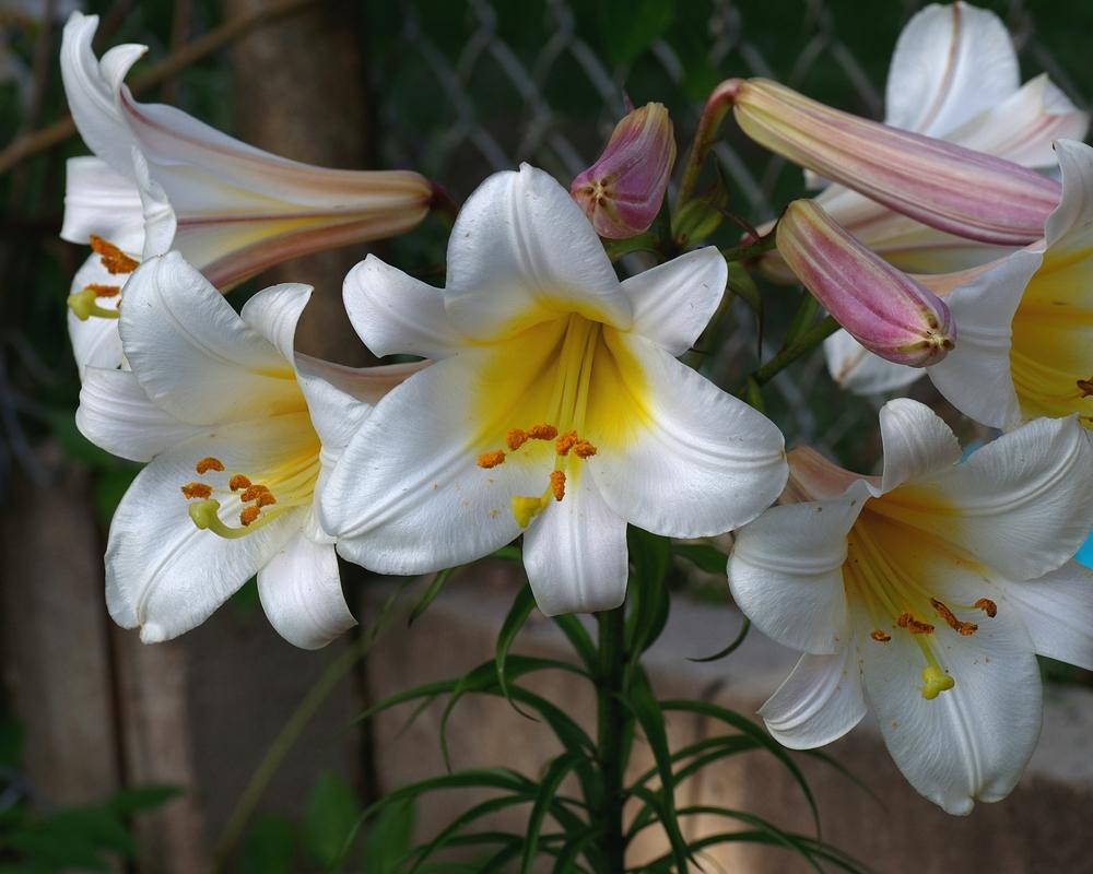 Photo of Regal Lily (Lilium regale) uploaded by dirtdorphins