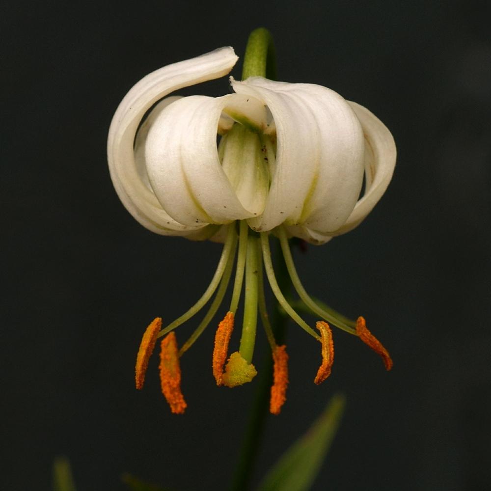 Photo of Martagon Lily (Lilium martagon var. martagon) uploaded by dirtdorphins