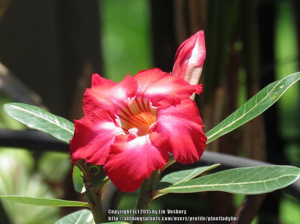 Photo of Desert Rose (Adenium obesum) uploaded by plantladylin