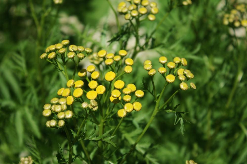 Photo of Tansy (Tanacetum vulgare) uploaded by Daylilybaby