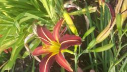 Thumb of 2015-07-06/DogsNDaylilies/1c5498
