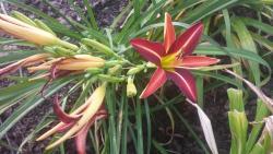 Thumb of 2015-07-06/DogsNDaylilies/704520