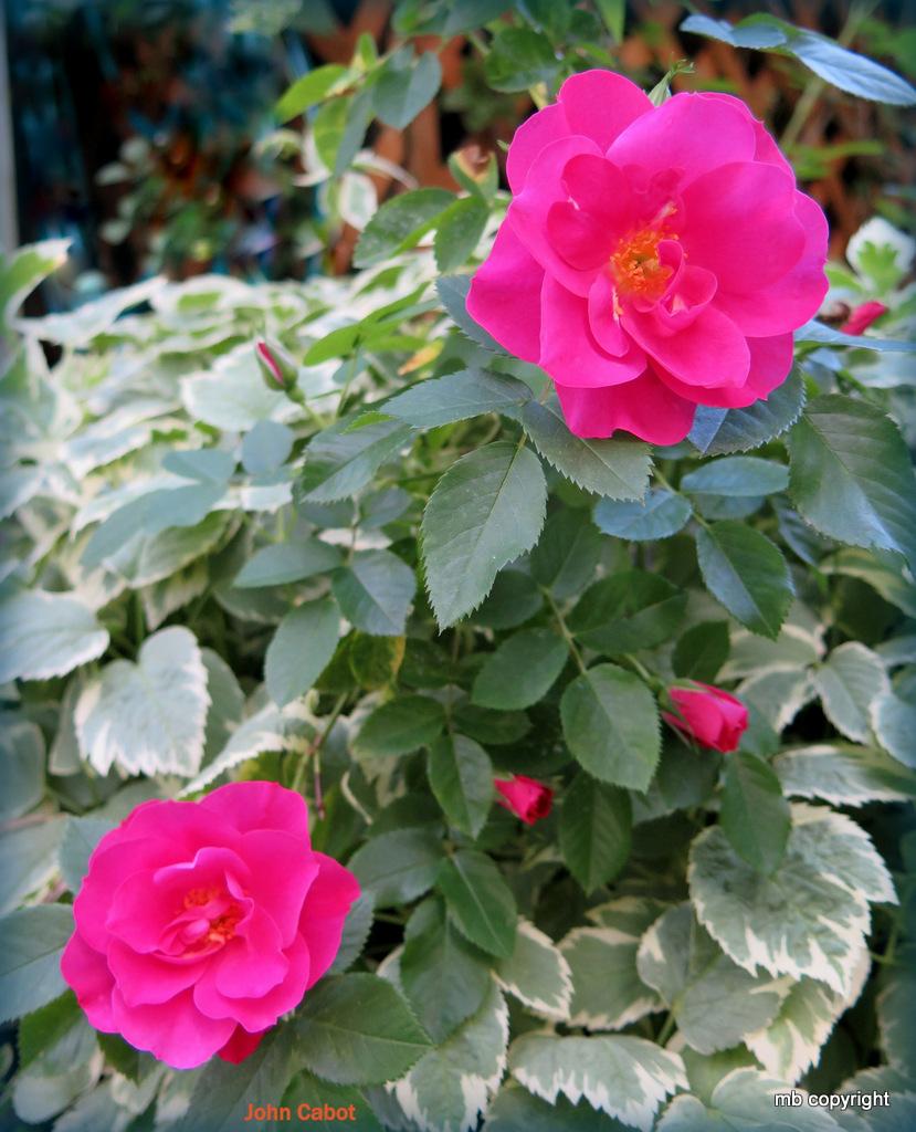 Photo of Rose (Rosa 'John Cabot') uploaded by MargieNY